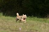 CAIRN TERRIER 520